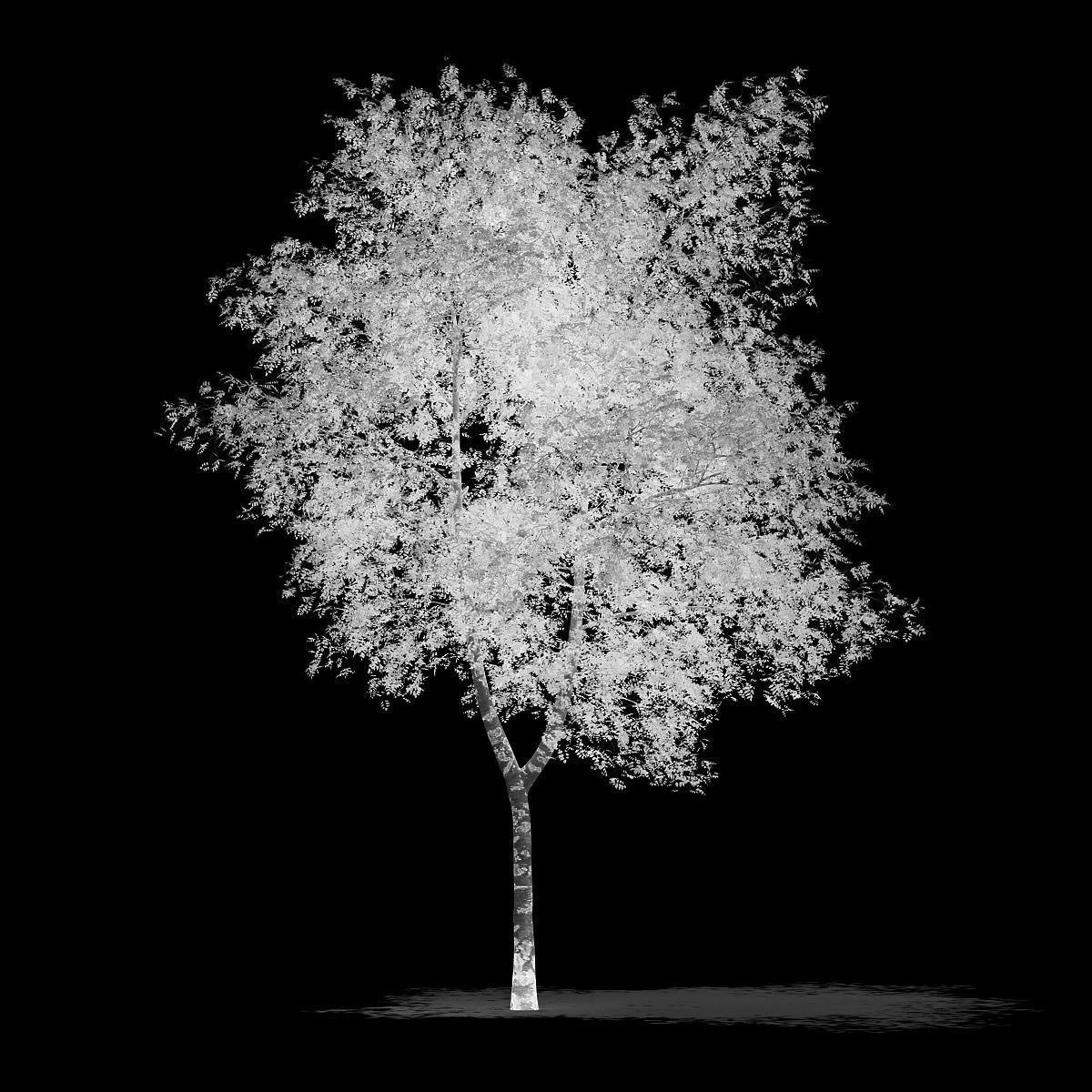Tree logo